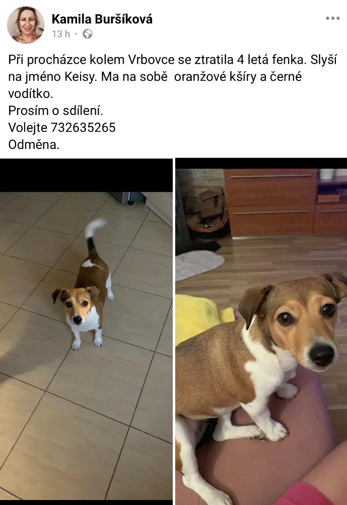 Hledá se fenka
