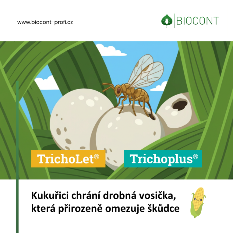 Letecké ošetření porostů kukuřice