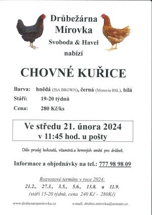 Chovné kuřice